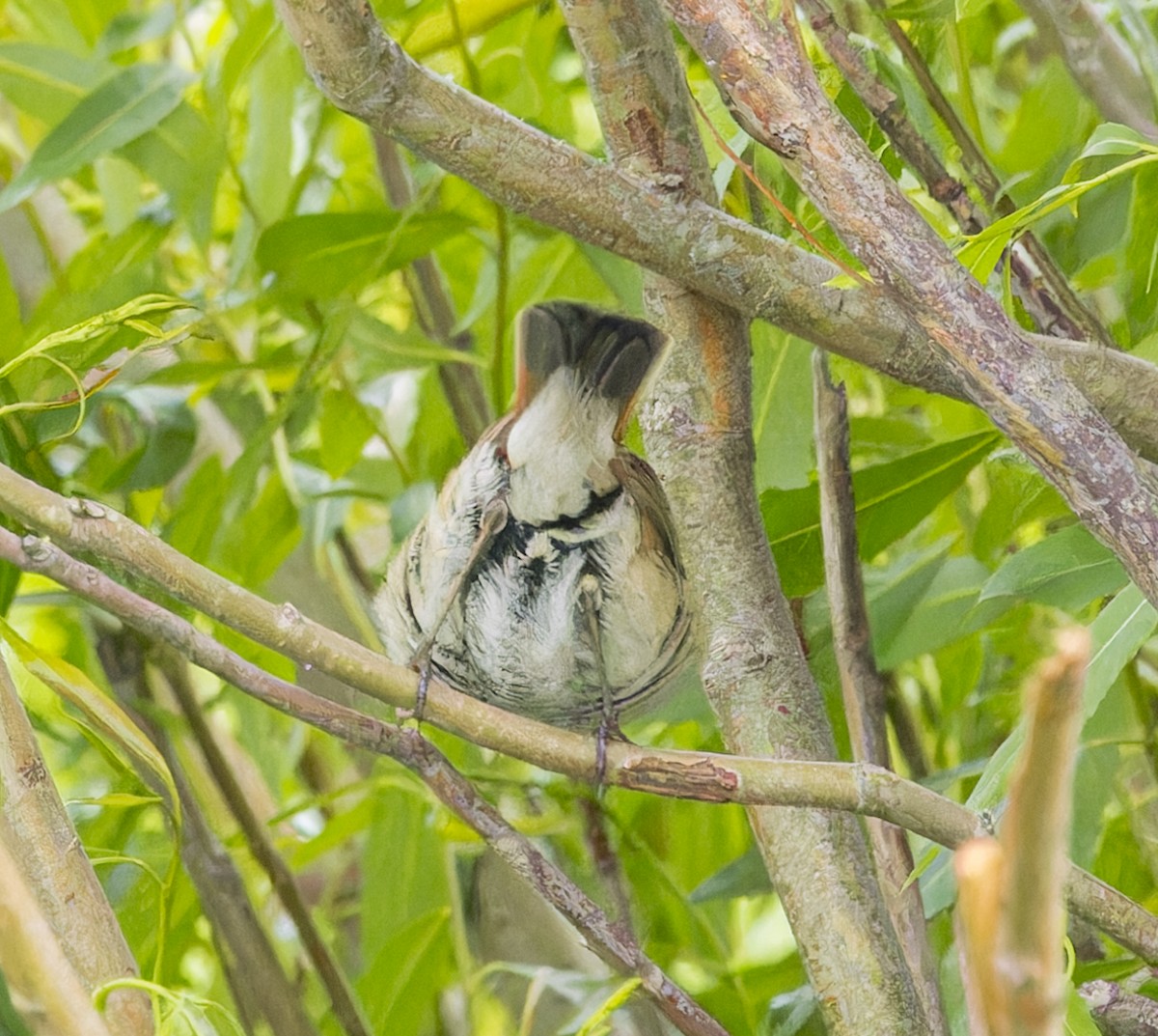 Bluethroat (Red-spotted) - ML624250148