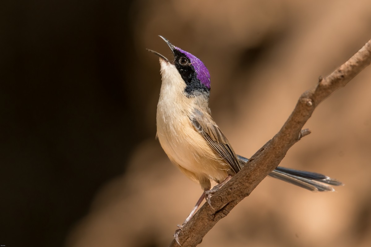 Purple-crowned Fairywren - ML624250151