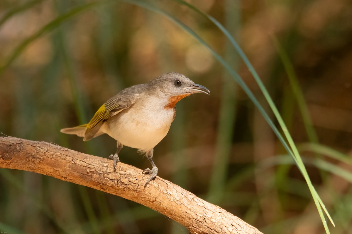 Rufous-throated Honeyeater - ML624250157