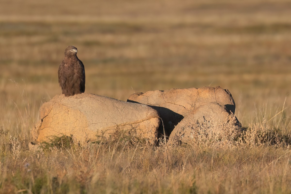 Upland Buzzard - ML624250159