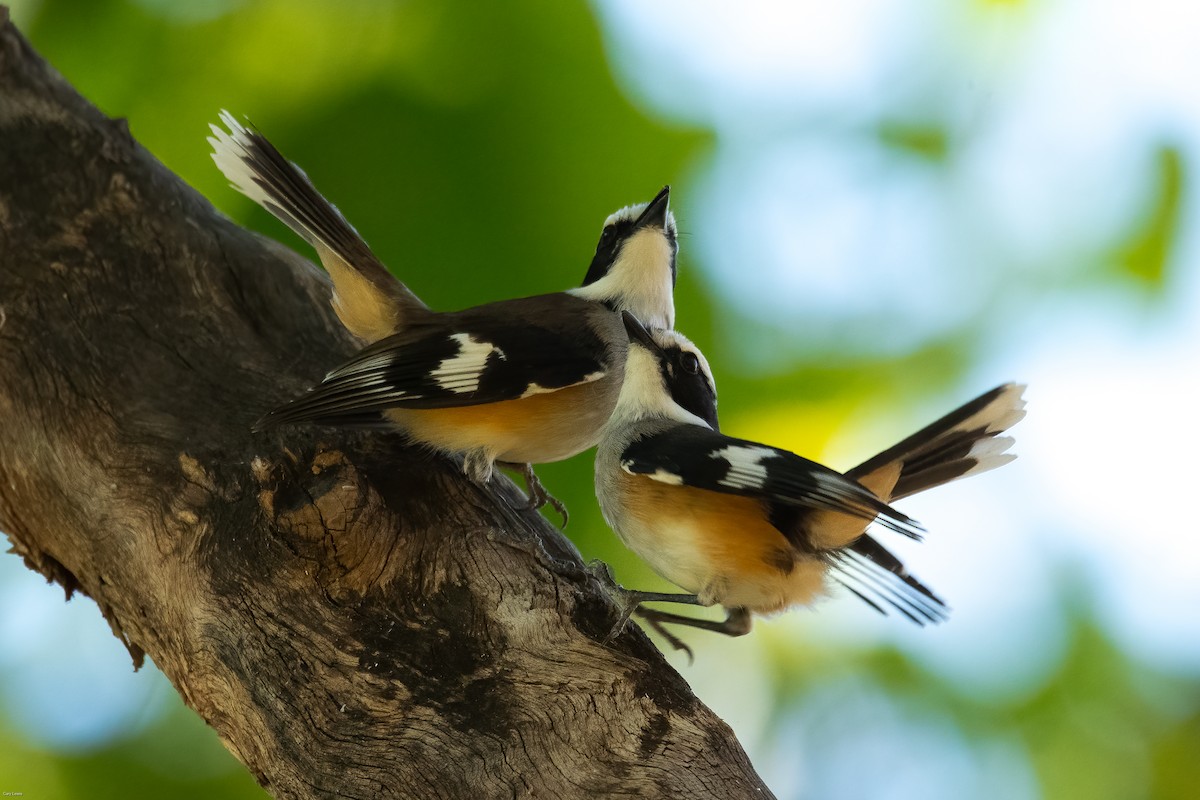 Buff-sided Robin - ML624250176