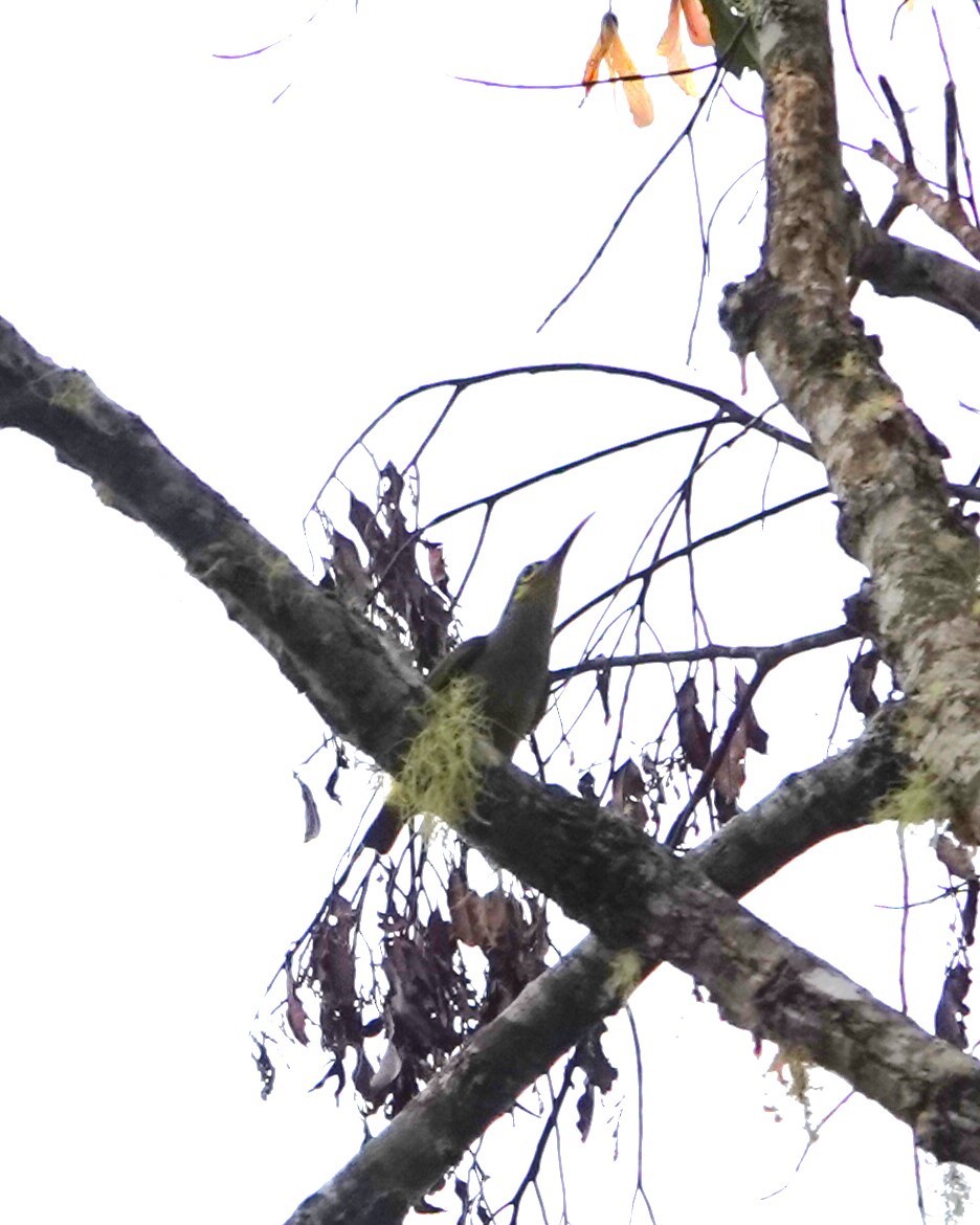 Spectacled Spiderhunter - ML624250186