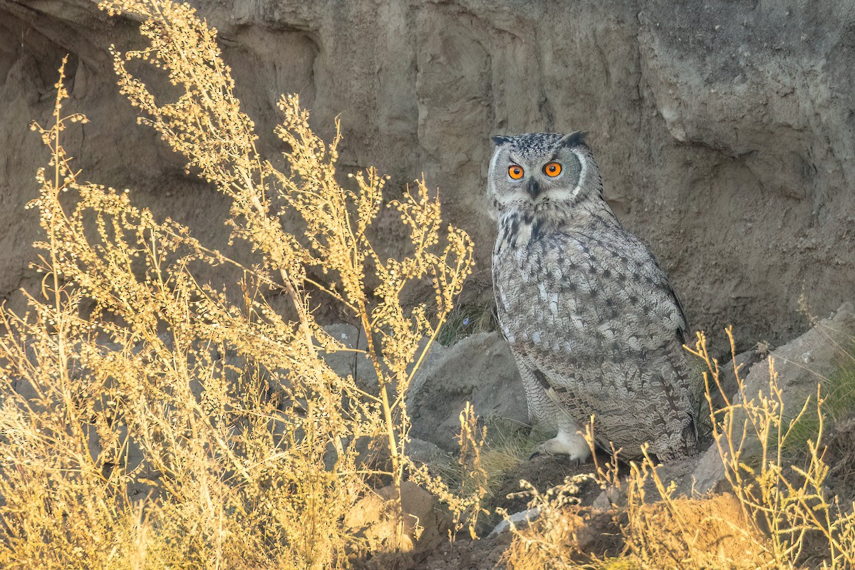 Eurasian Eagle-Owl - ML624250198