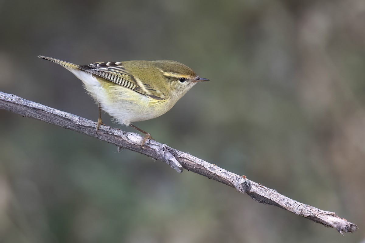 Yellow-browed Warbler - ML624250203