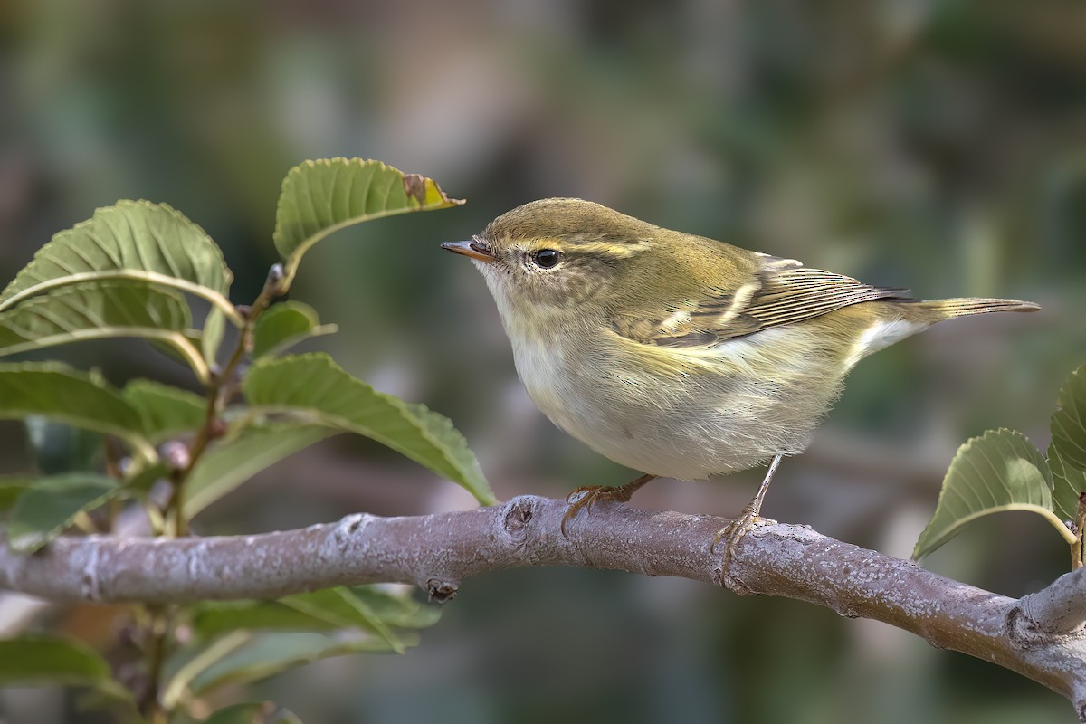 Yellow-browed Warbler - ML624250204