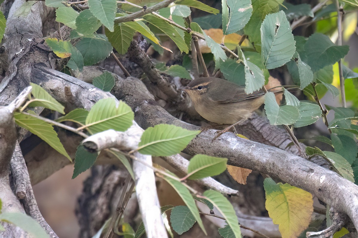 Dusky Warbler - ML624250206