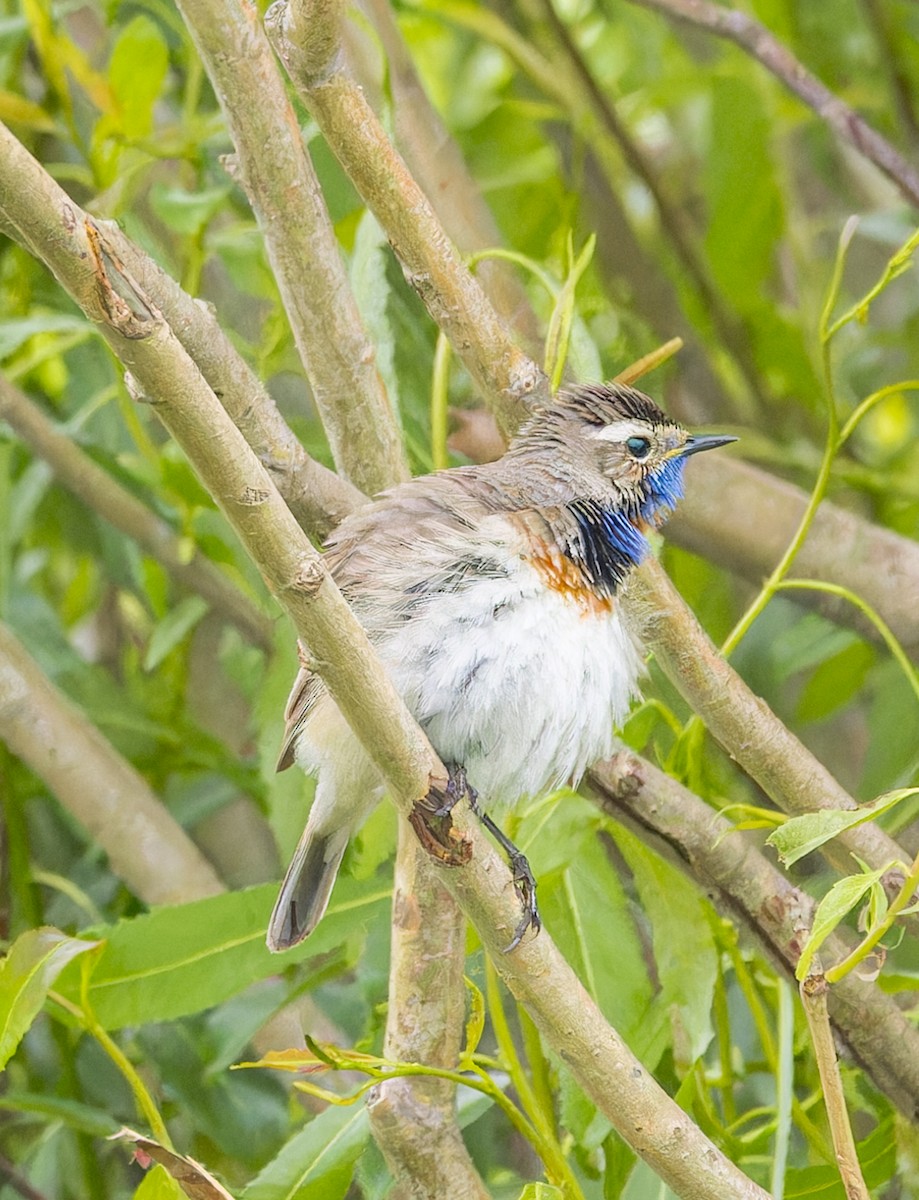 Bluethroat (Red-spotted) - ML624250215