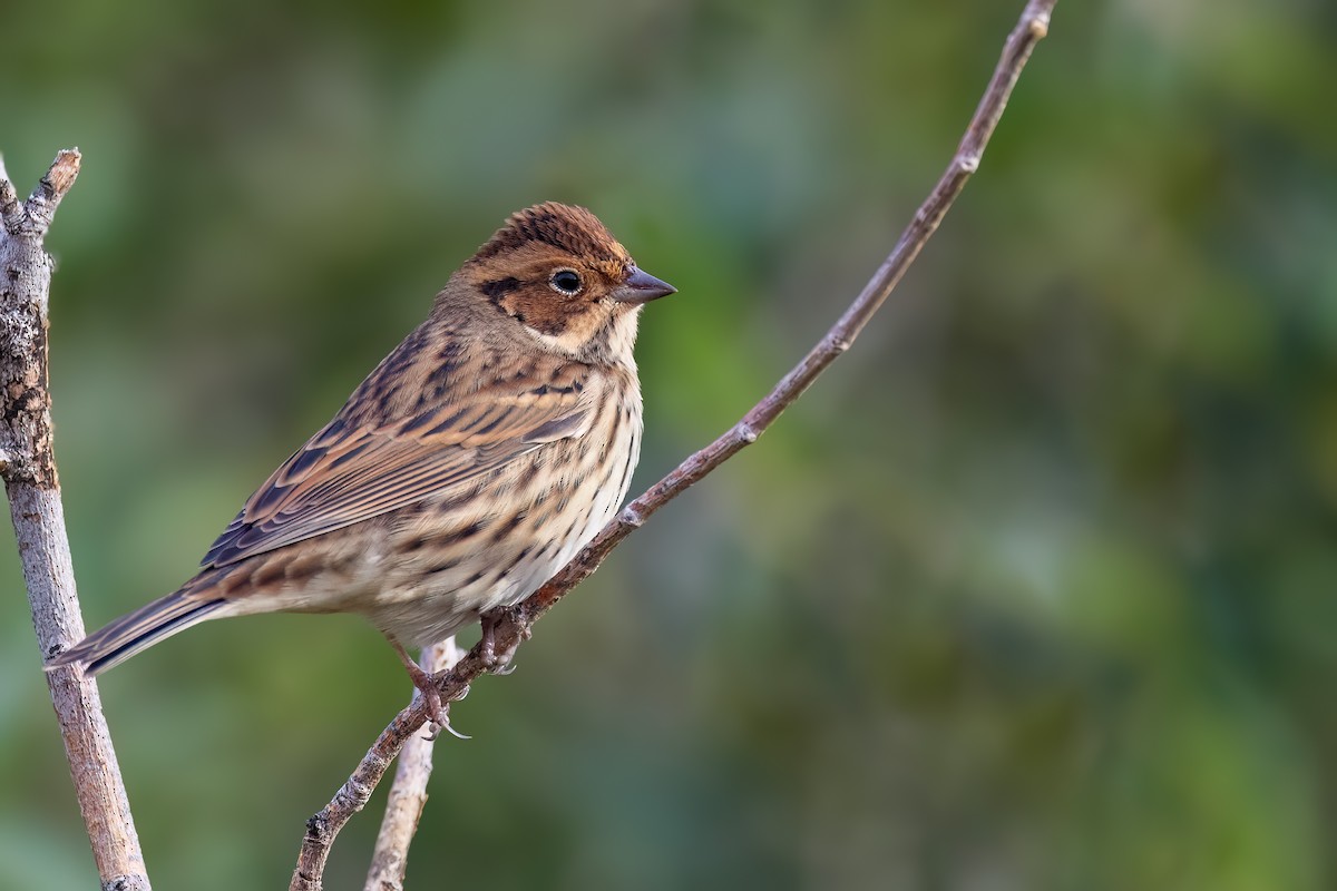 Little Bunting - ML624250225