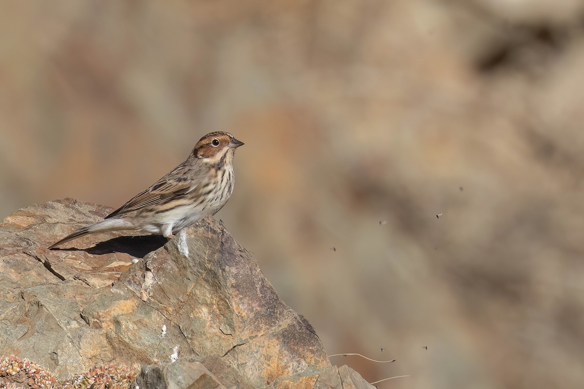 Little Bunting - ML624250226