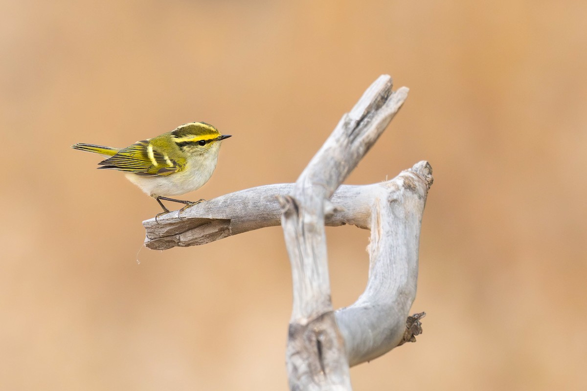 Pallas's Leaf Warbler - ML624250230