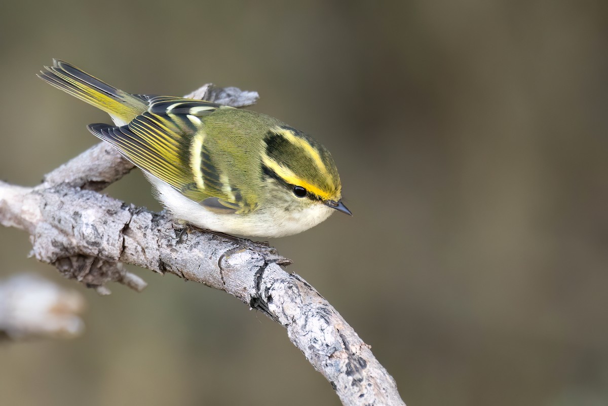 Pallas's Leaf Warbler - ML624250231