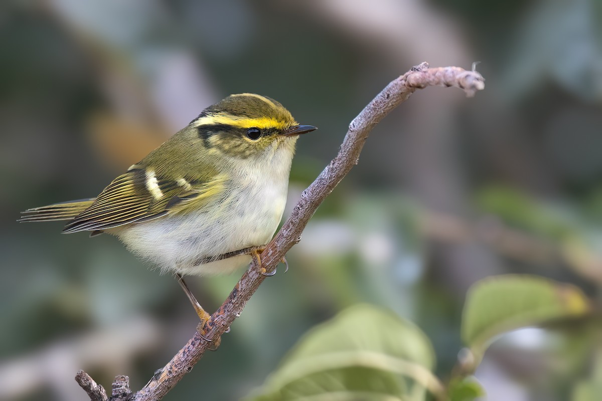 Pallas's Leaf Warbler - ML624250234