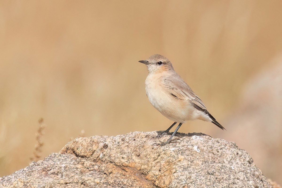 Isabelline Wheatear - Chris Venetz | Ornis Birding Expeditions