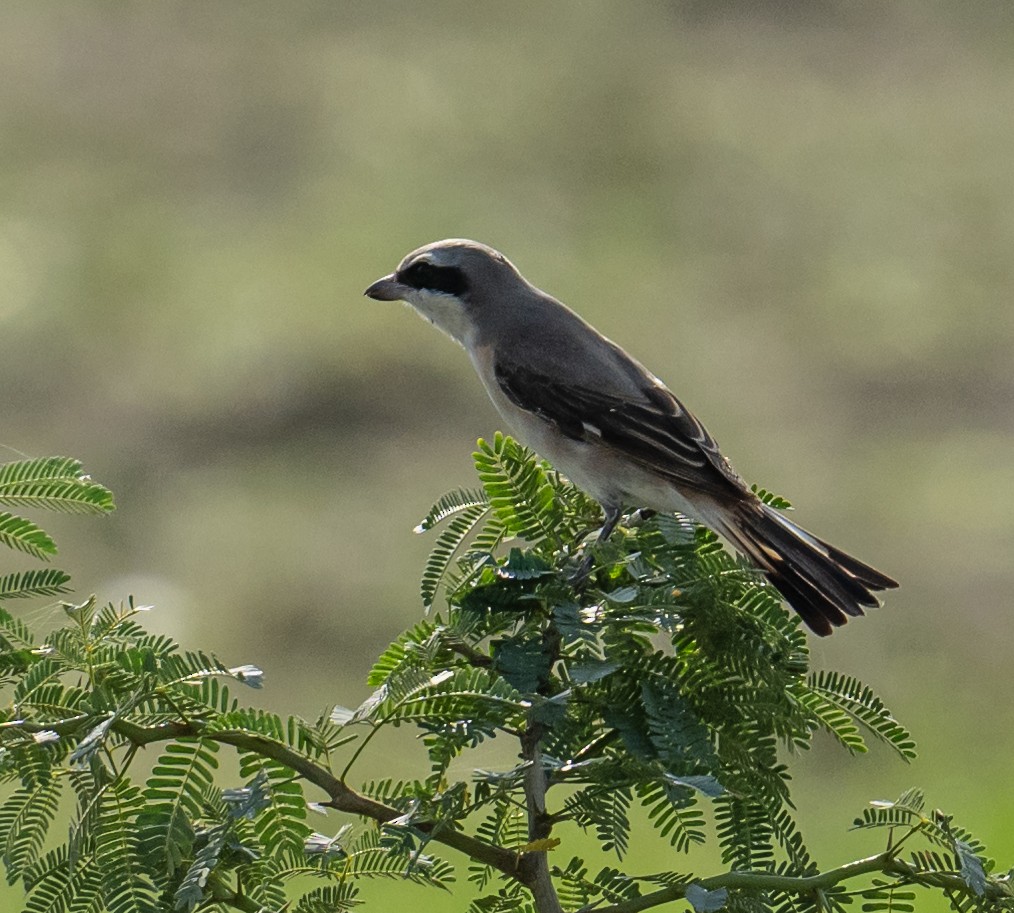 Red-tailed Shrike - ML624250263