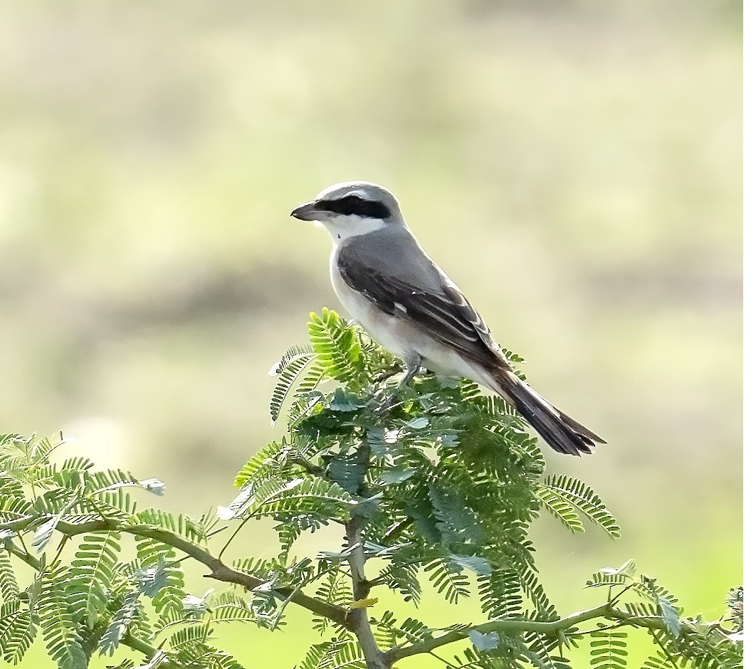 Red-tailed Shrike - ML624250264