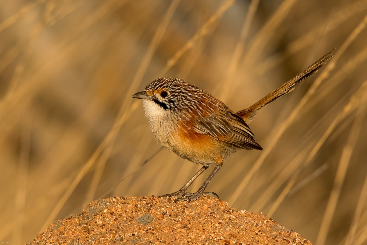 Opalton Grasswren - ML624250266