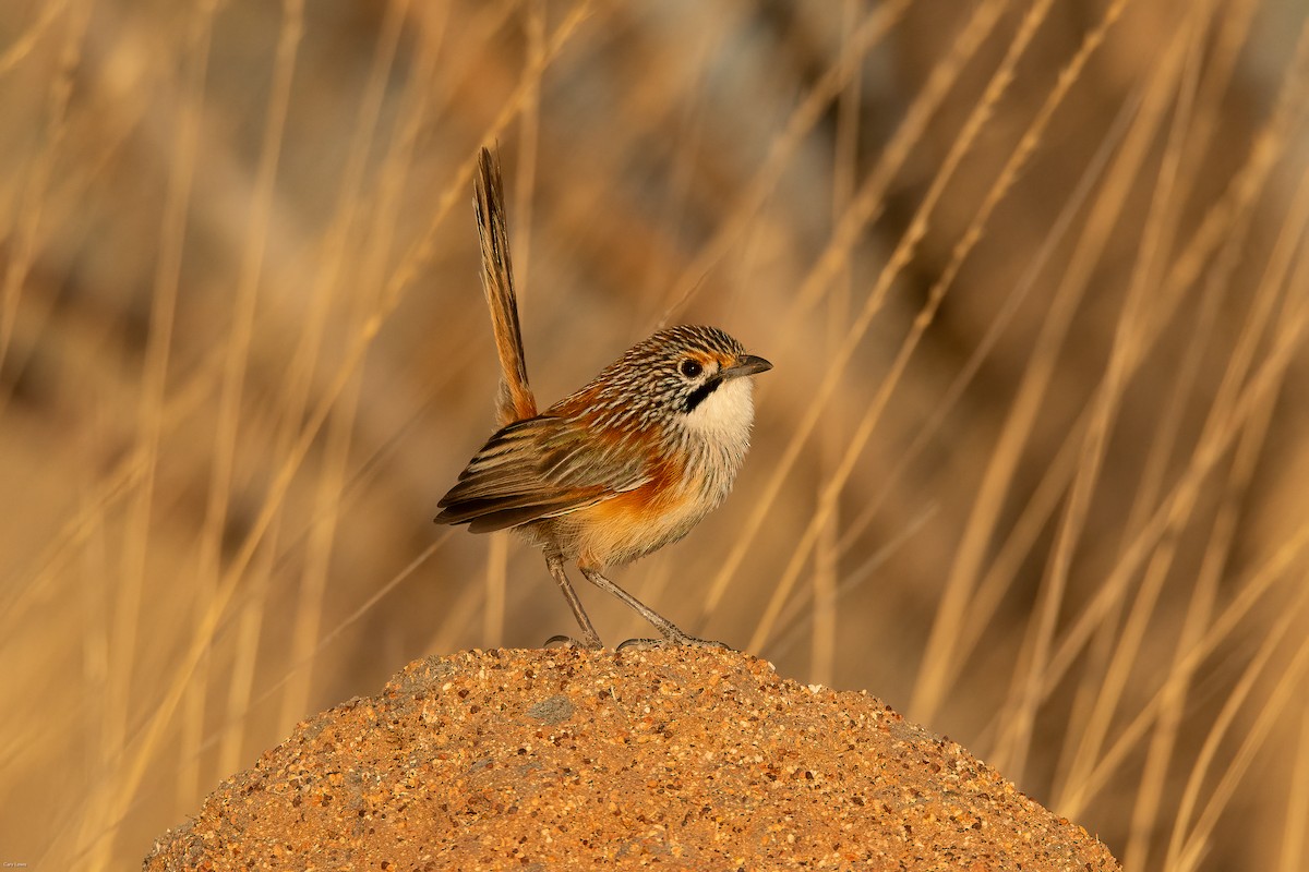 Opalton Grasswren - ML624250283