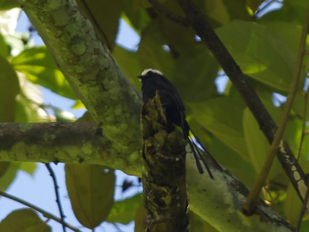 Long-tailed Tyrant - Volkov Sergey