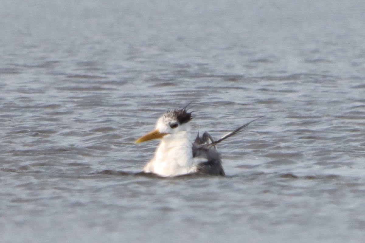 Great Crested Tern - ML624250301