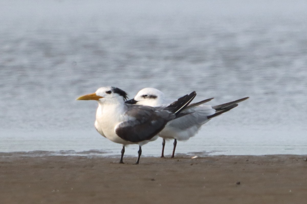 Great Crested Tern - ML624250302