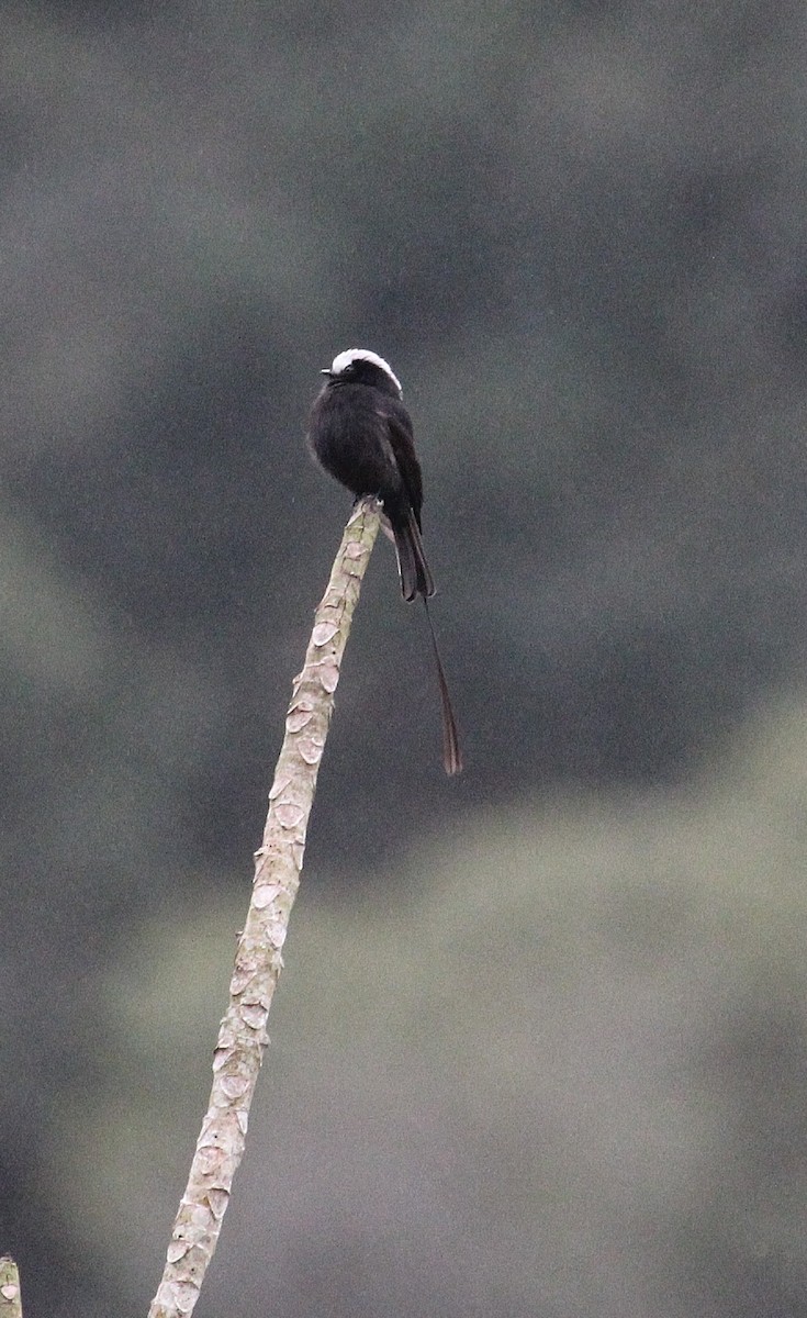 Long-tailed Tyrant - Endre Kovacs