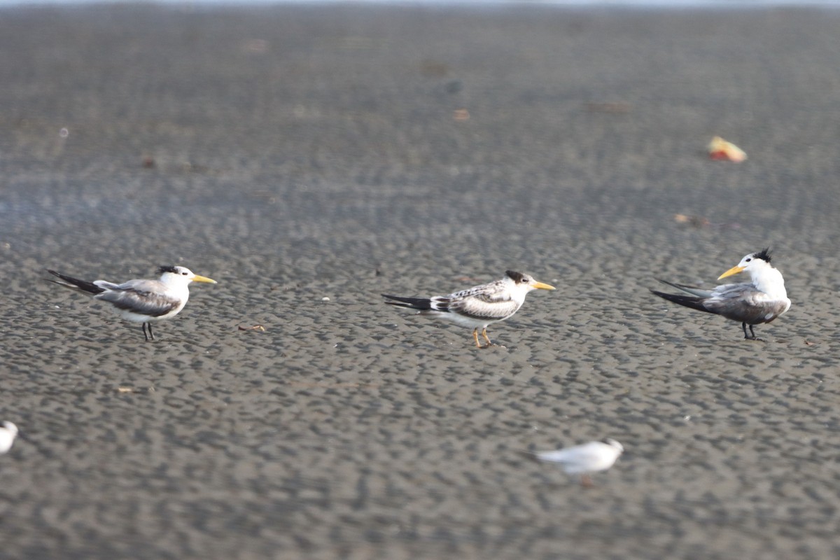 Great Crested Tern - ML624250375