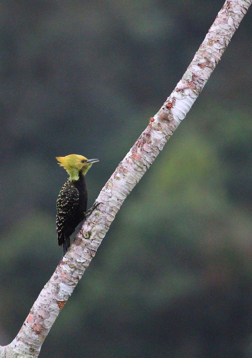 Blond-crested Woodpecker - ML624250377