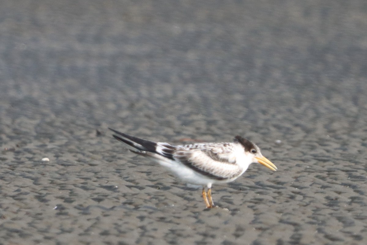 Great Crested Tern - ML624250378