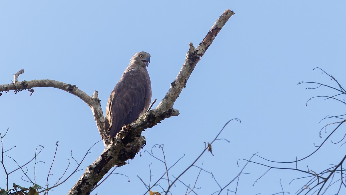 Gray-headed Fish-Eagle - ML624250382