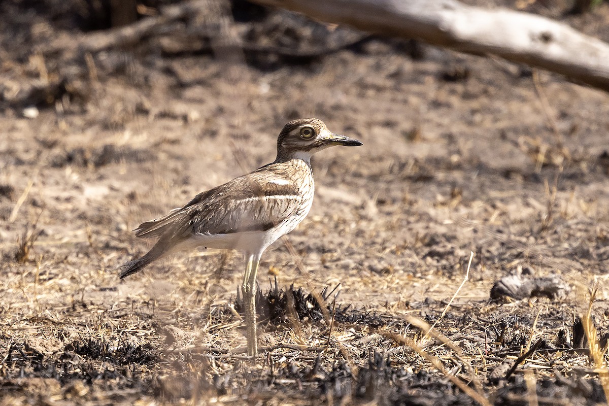 Water Thick-knee - ML624250397