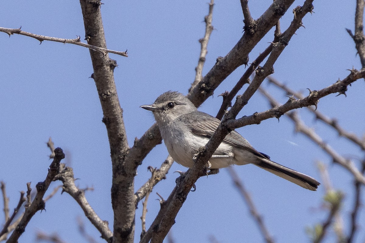 Gray Tit-Flycatcher - ML624250465