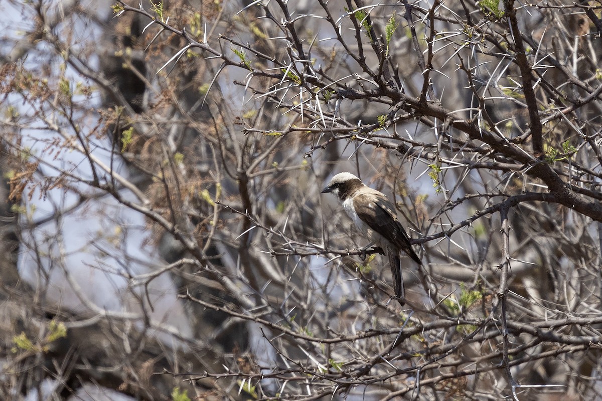 White-crowned Shrike - ML624250518