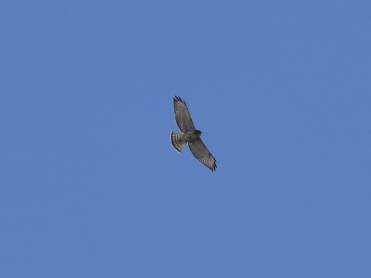 Broad-winged Hawk - ML624250521