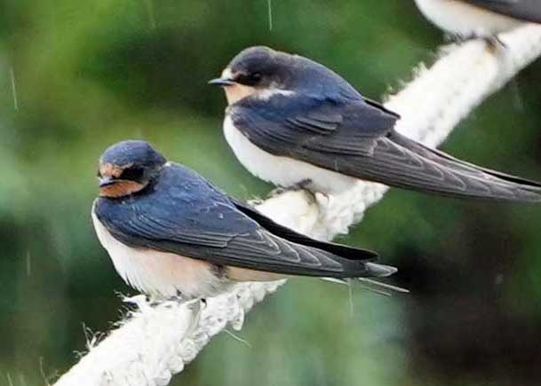 Barn Swallow - ML624250526