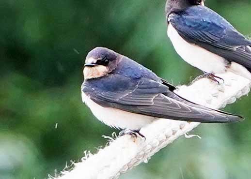 Barn Swallow - ML624250527