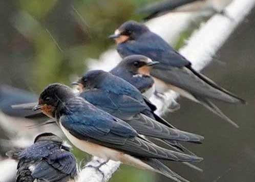 Barn Swallow - ML624250528