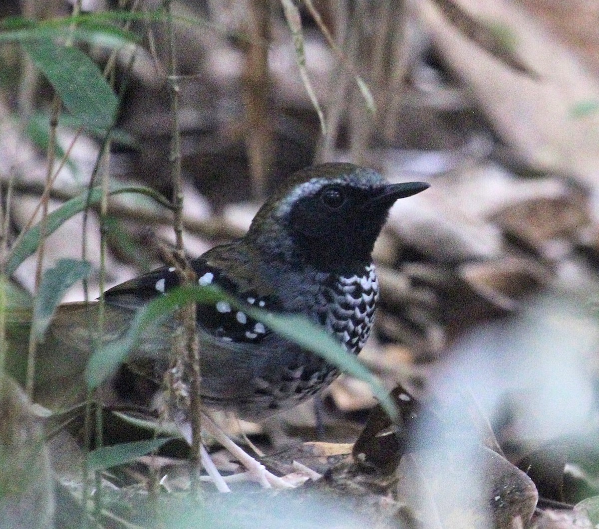 Squamate Antbird - Endre Kovacs