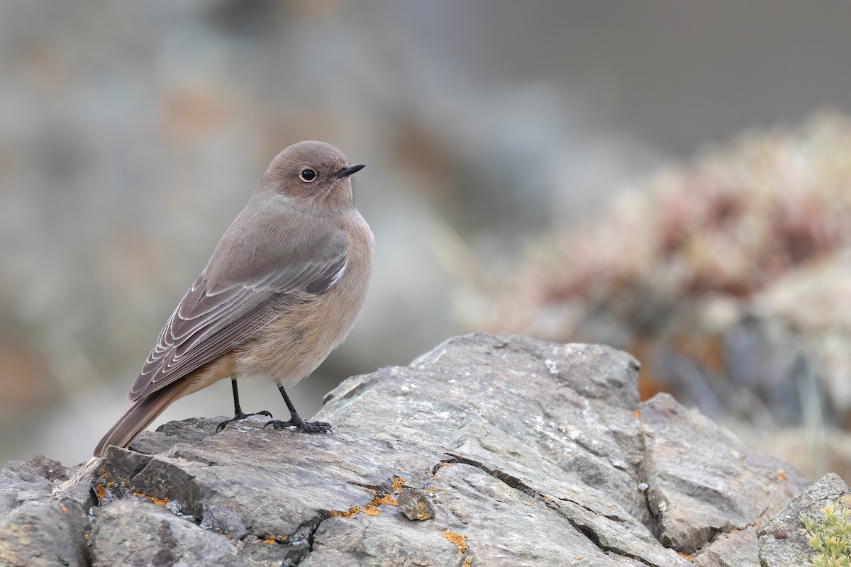 White-winged Redstart - ML624250683