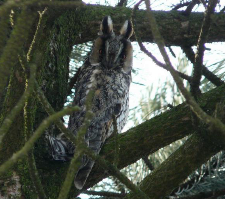 Long-eared Owl - ML624250701