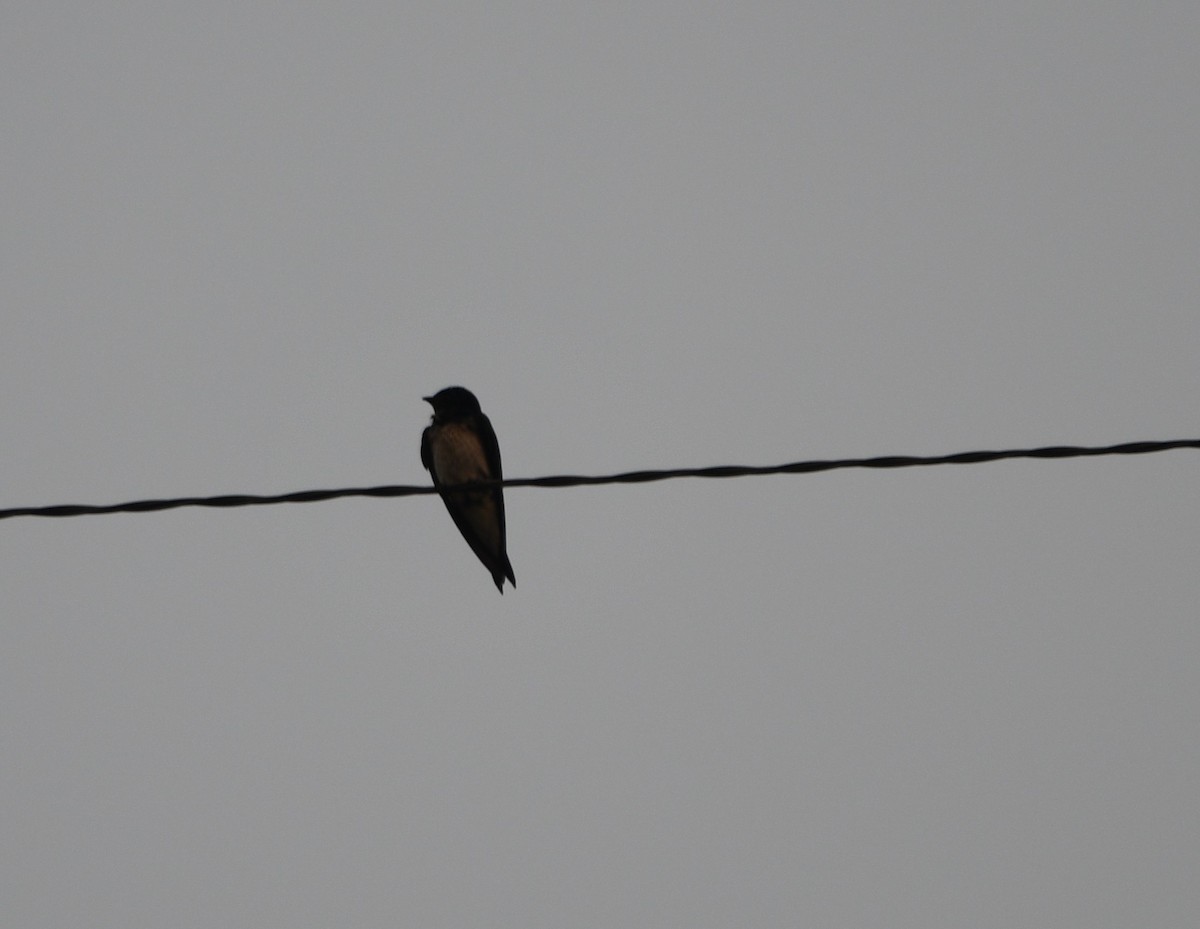 Gray-breasted Martin - ML624250716