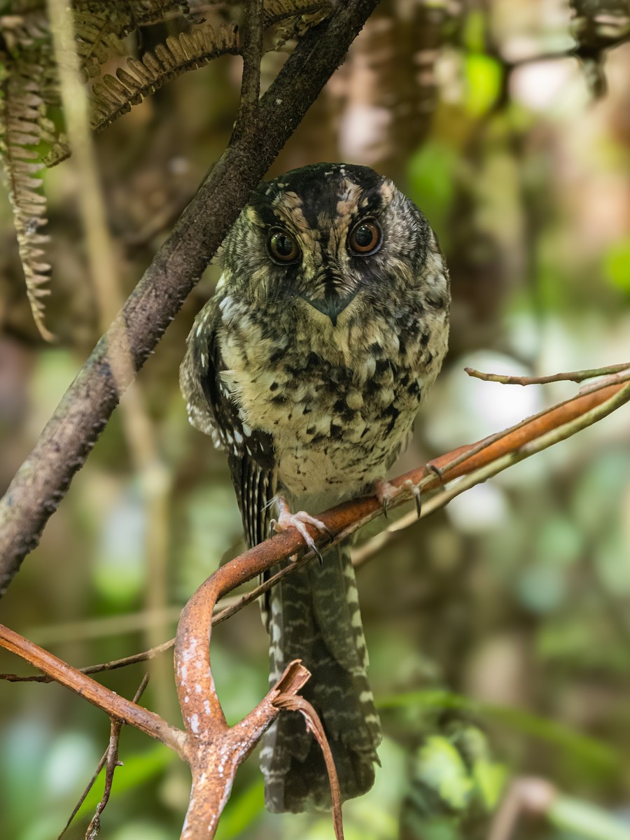 Mountain Owlet-nightjar - ML624250739