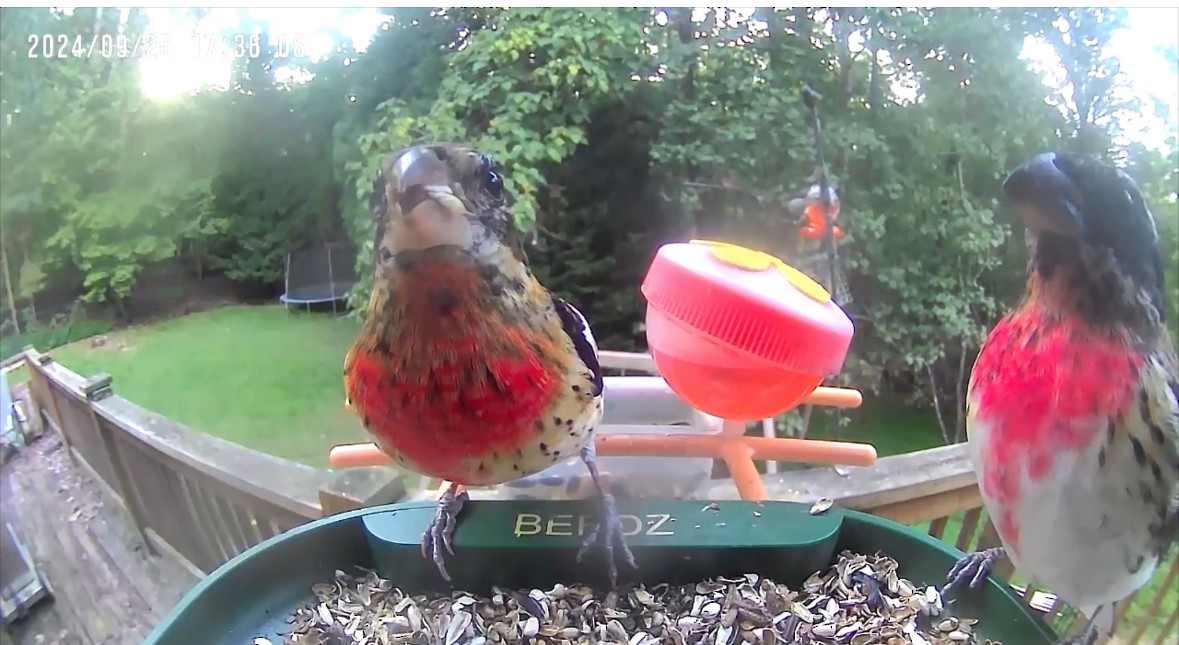 Rose-breasted Grosbeak - ML624250768