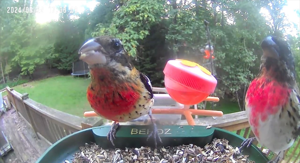 Rose-breasted Grosbeak - ML624250771
