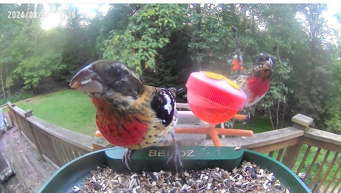 Rose-breasted Grosbeak - ML624250772