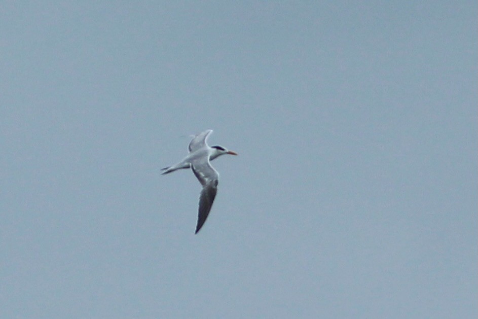 Royal Tern - ML624250789