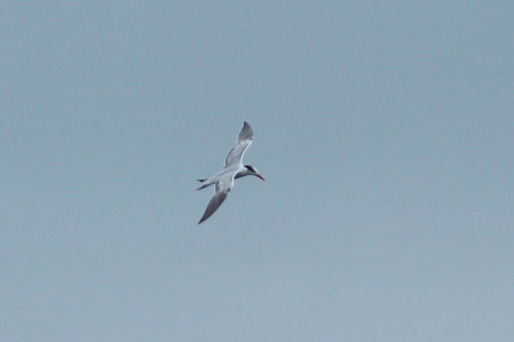 Royal Tern - ML624250790