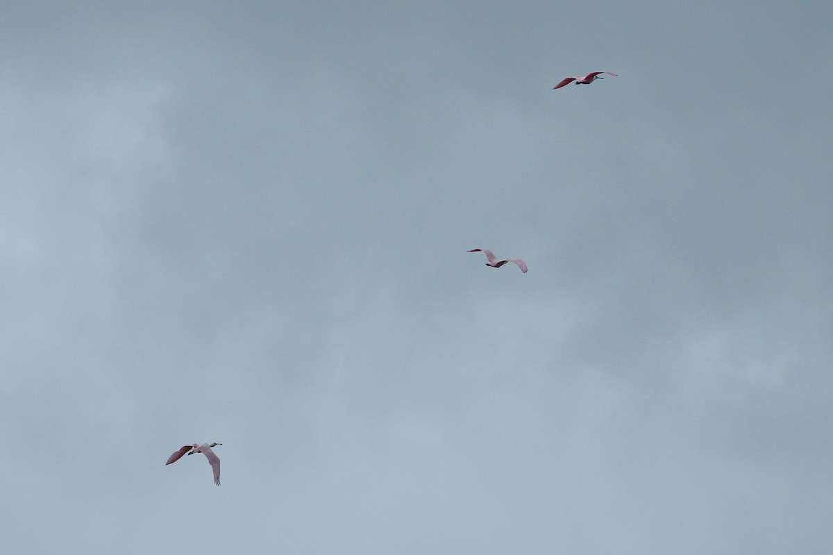 Roseate Spoonbill - ML624250792