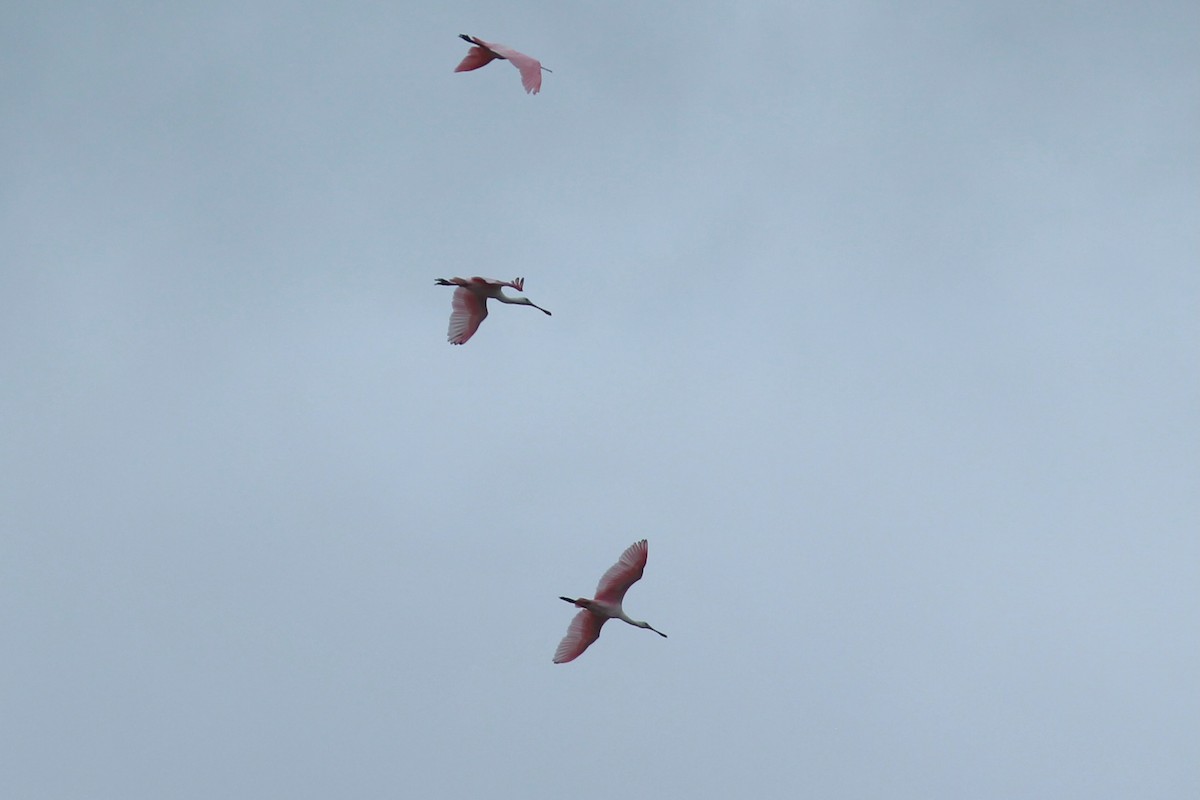 Roseate Spoonbill - ML624250793