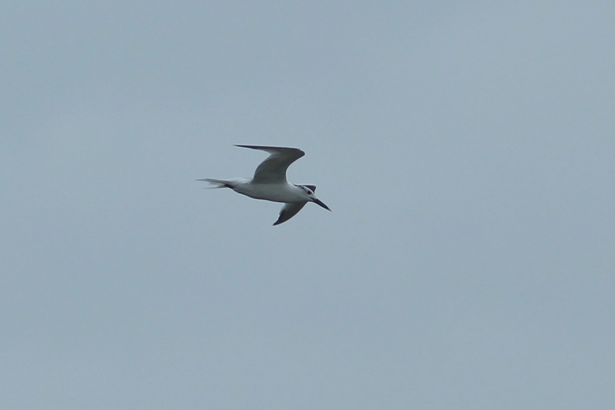 Sandwich Tern - Oscar Johnson