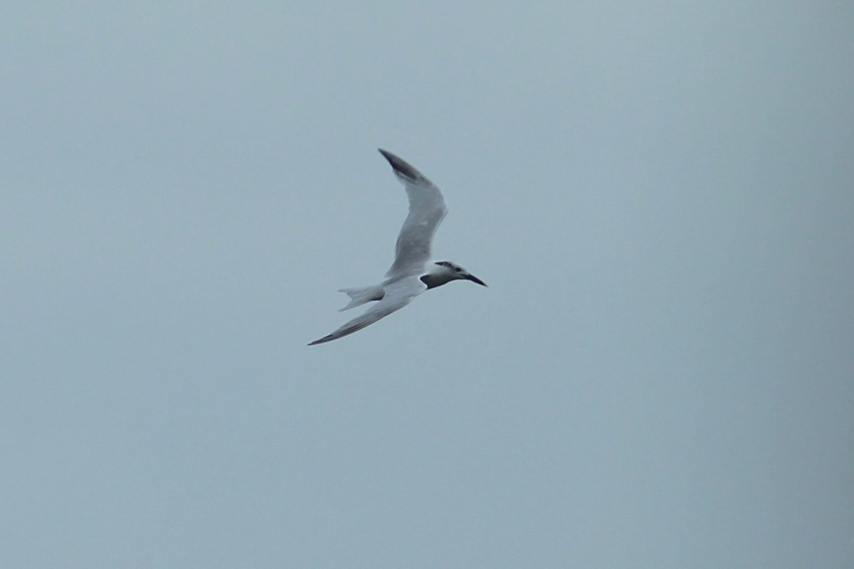 Sandwich Tern - ML624250795